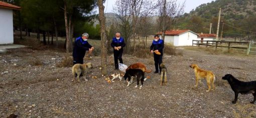 Osmancık Belediyesinin  sahipsiz hayvanlara yiyecek yardımı devam ediyor 5